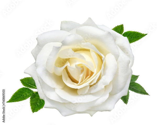 Fototapeta White rose isolated on white background with clipping path