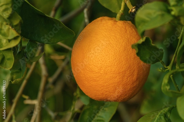 Fototapeta Ripe oranges on a tree in the sunset light 1