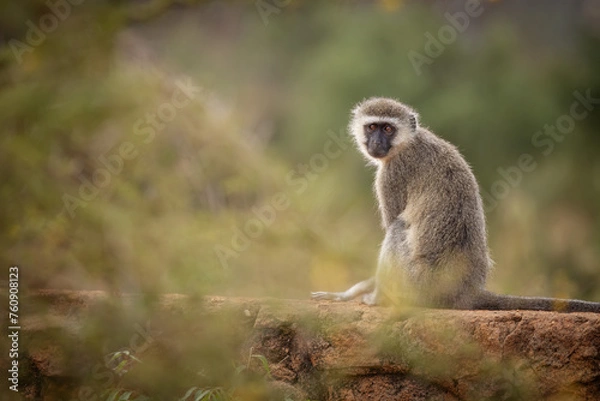 Obraz Vervet Monkey