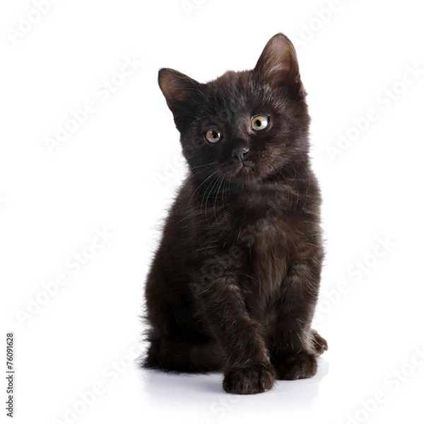 Obraz Small black kitten.