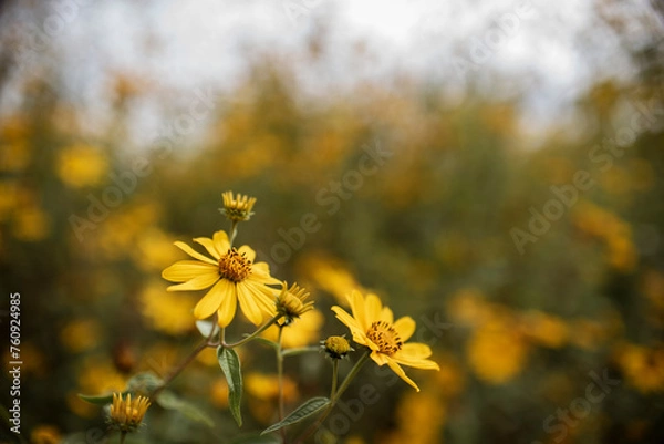 Obraz flower with blur 