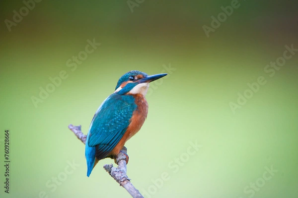 Fototapeta Martin pescatore