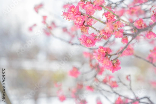 Fototapeta 雪の積もる紅梅