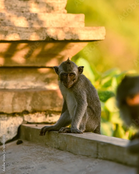 Obraz Vacation on Bali immersed in nature, sea and monkeys