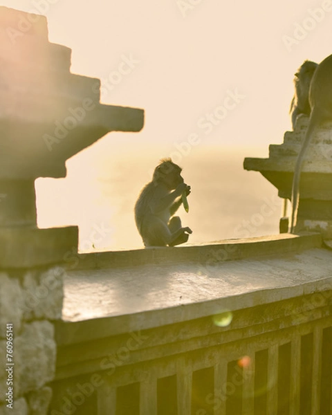 Obraz Vacation on Bali immersed in nature, sea and monkeys