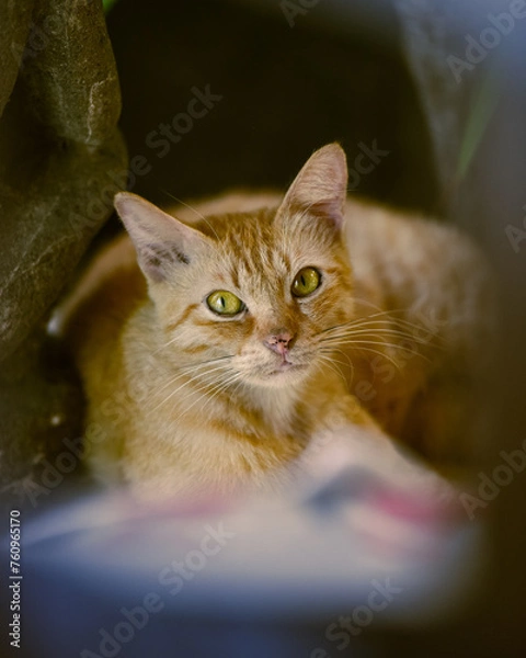 Obraz Kittens playing and looking cute