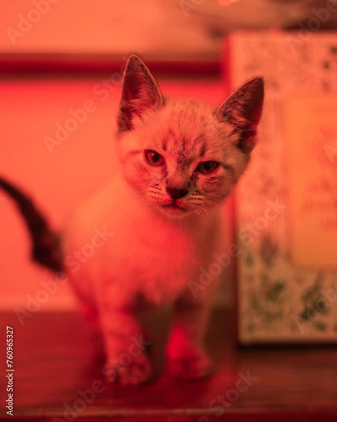 Obraz Kittens playing and looking cute