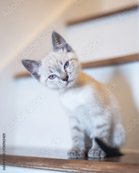 Fototapeta Kittens playing and looking cute