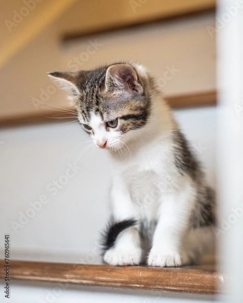 Fototapeta Kittens playing and looking cute