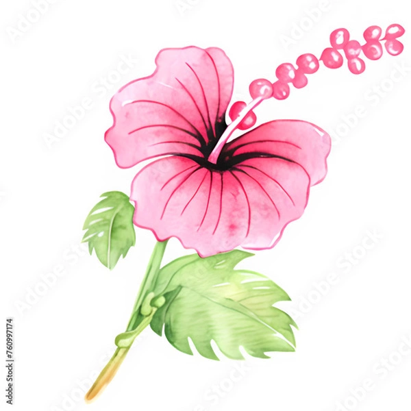 Obraz Pink hibiscus flower 