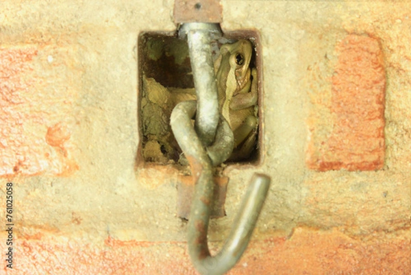 Obraz Treefrog Trachycephalus Mesophaeus, known as Golden Treefrog or Sticky Treefrog. Species of anuran amphibian, endemic to Brazil, from the Hylidae family. Sheltered in a hole in a wall.