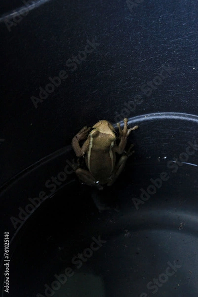 Obraz Treefrog Trachycephalus Mesophaeus, known as Golden Treefrog or Sticky Treefrog. Species of anuran amphibian, endemic to Brazil, from the Hylidae family. In a plastic bucket in a domestic environment.