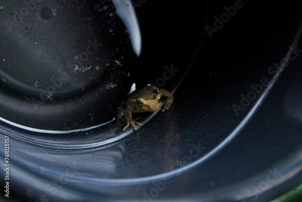 Fototapeta Treefrog Trachycephalus Mesophaeus, known as Golden Treefrog or Sticky Treefrog. Species of anuran amphibian, endemic to Brazil, from the Hylidae family. In a plastic bucket in a domestic environment.