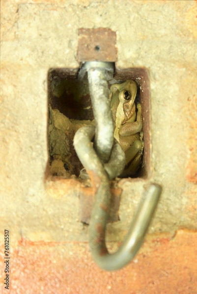 Obraz Treefrog Trachycephalus Mesophaeus, known as Golden Treefrog or Sticky Treefrog. Species of anuran amphibian, endemic to Brazil, from the Hylidae family. Sheltered in a hole in a wall.