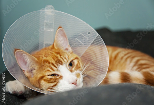 Obraz Cat with cone after surgery