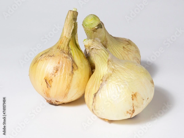 Obraz new onions on white background
