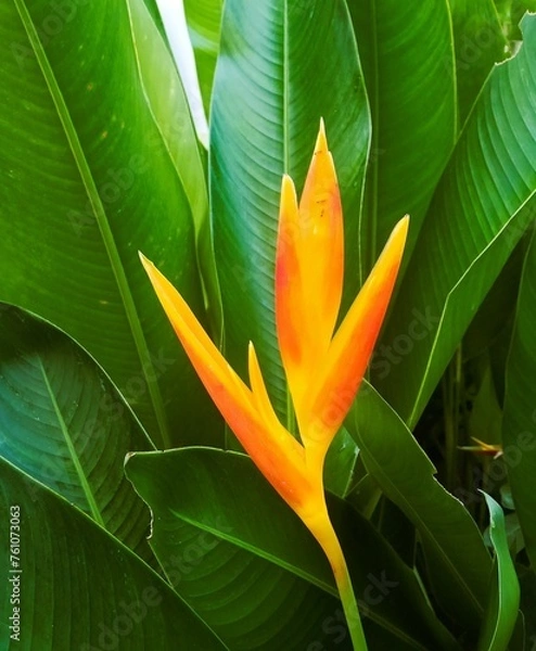 Obraz tropical flower