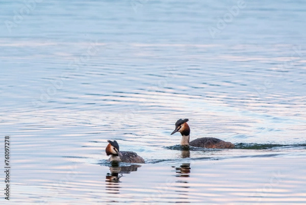 Obraz Two Great Crested Grebes swim in the lake