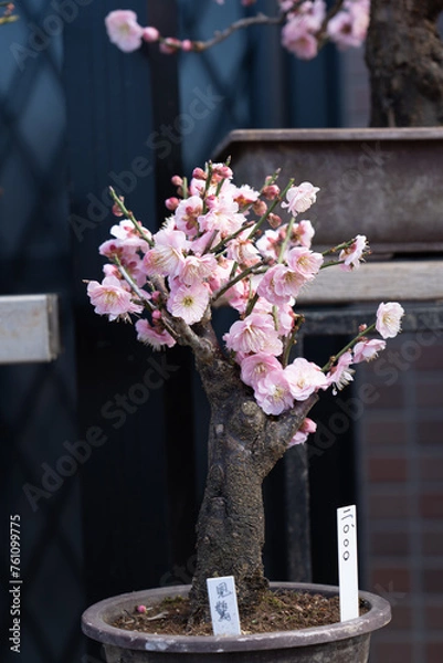 Obraz plum in a garden