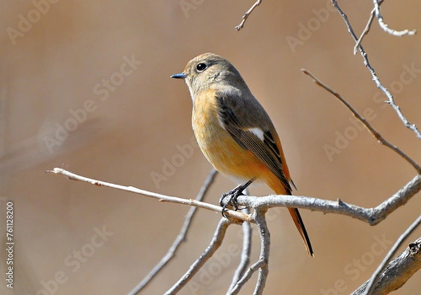 Obraz ジョウビタキ（メス）