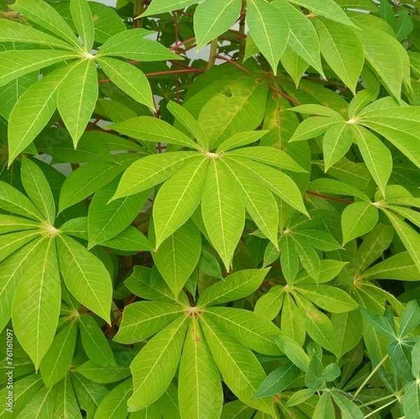 Obraz green leaves background