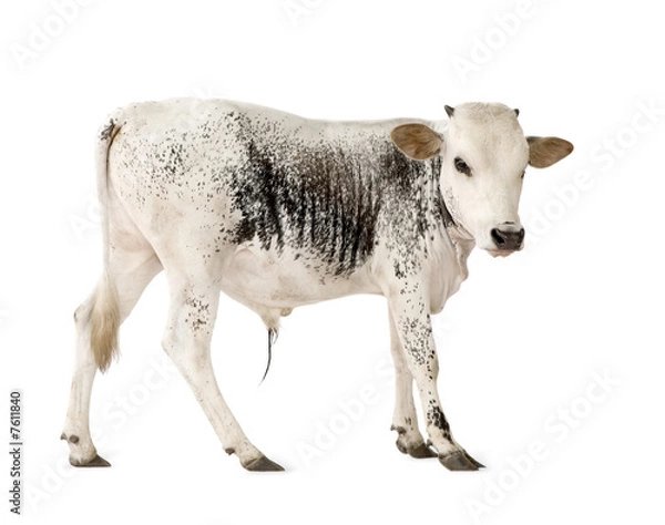 Fototapeta African cows