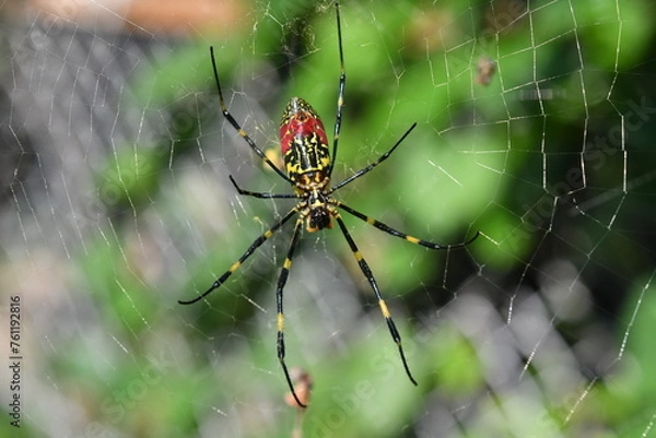 Fototapeta 蜘蛛