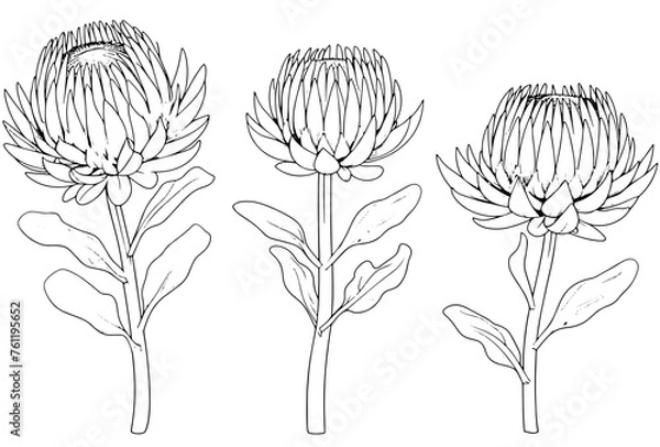 Obraz hand drawn flowers