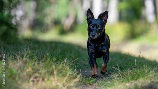 Fototapeta portrait of a dog