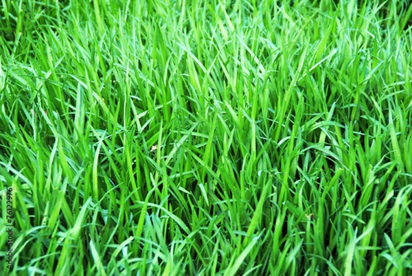 Obraz Grass