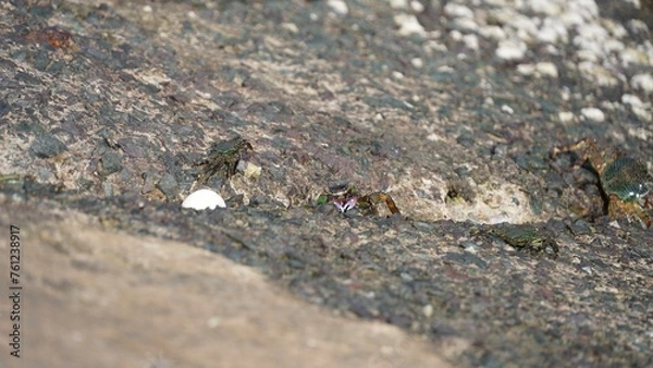Obraz crab on the beach