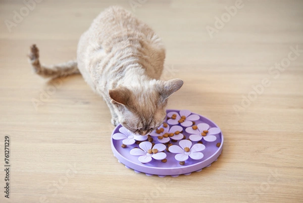 Obraz Interactive Cat Toy Slow Feeder- IQ Training Toy, Treat Boredom Dispensing Refillable for domestic cats. Entertaining, mental challenges game. Slow feeder...