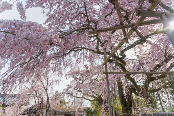 Fototapeta 京都醍醐寺 美しい満開の桜