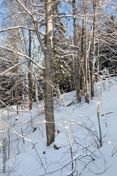Fototapeta Winter forest