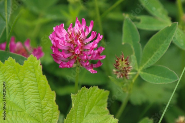 Obraz Clover flower in nature.