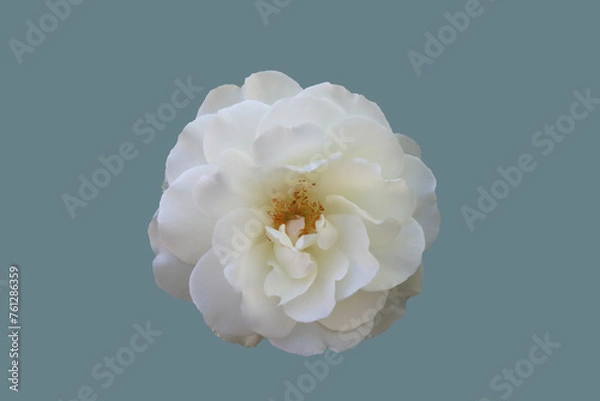 Obraz White rose flower.