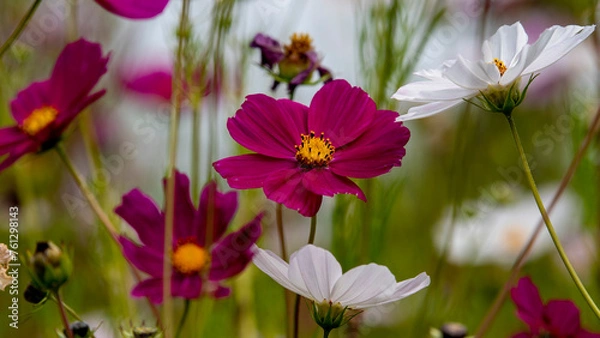 Fototapeta flowers in a garden