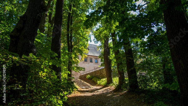 Fototapeta footpath in the forest