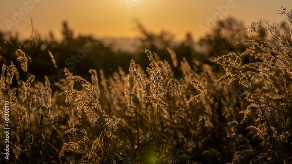 Fototapeta sunset in the field