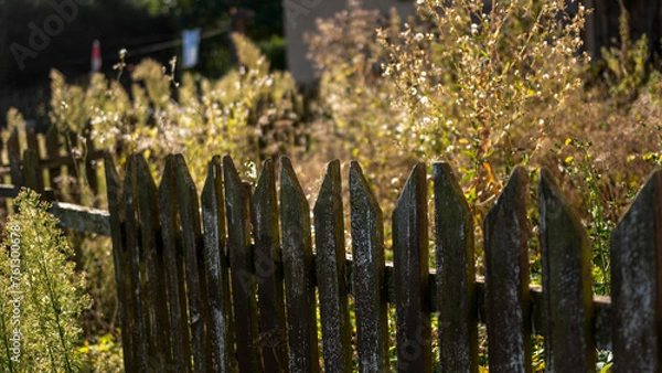 Fototapeta fence with grass