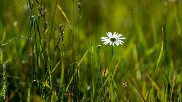 Fototapeta daisy in grass