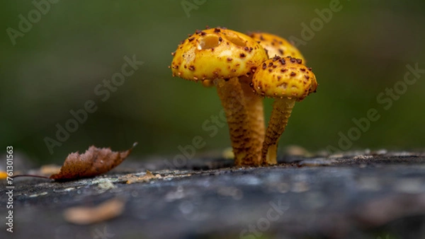 Fototapeta mushroom in autumn forest