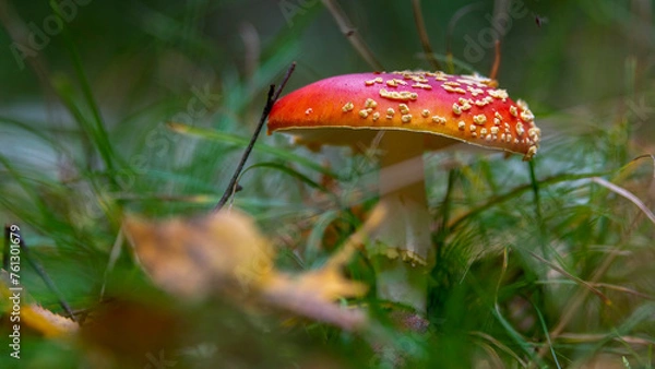 Fototapeta toadstool in the forest