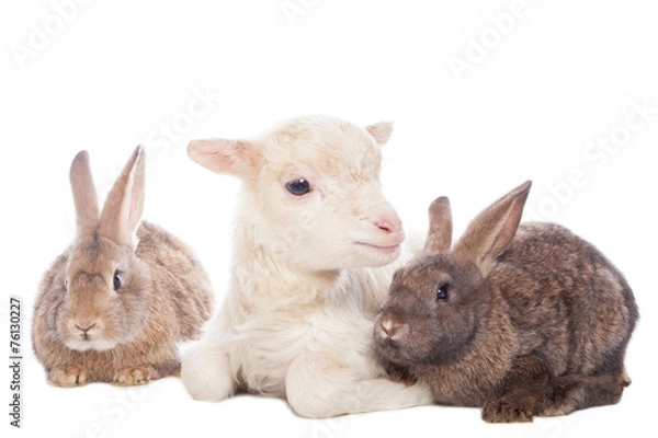 Fototapeta Lamb and rabbits