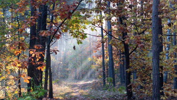 Fototapeta Rays of lights in autumn woods