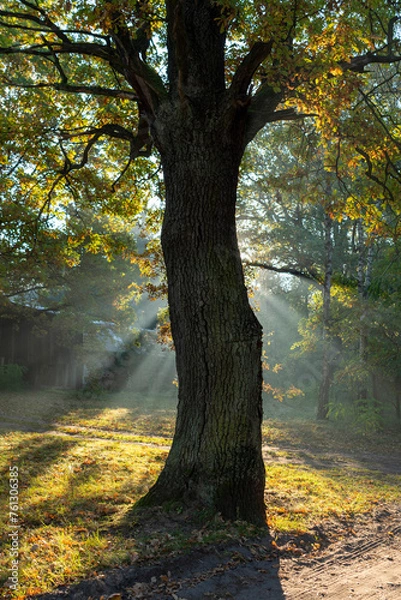 Fototapeta Sun rays for a tree