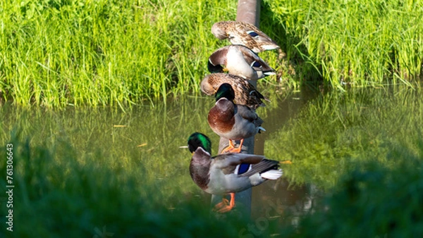 Fototapeta ducks on the pond