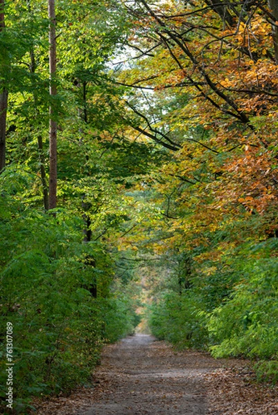 Fototapeta footpath in the forest