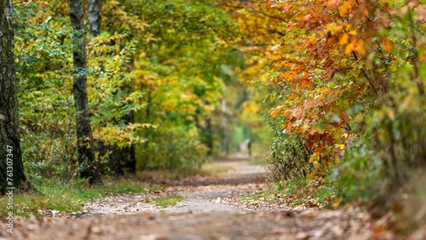 Fototapeta path in autumn forest