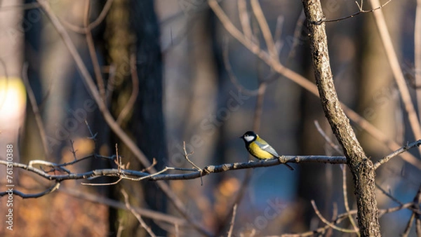 Fototapeta tit on a branch